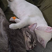 Snowball is registered to the contest to win money with this photo: cat, cats, sleeping, nap, cozy, blanket, white_cat, gray_tabby, pet, animal, cute, indoor, resting, toy_mouse, fur, friendship, comfort, relaxation, snuggle, domestic_animal