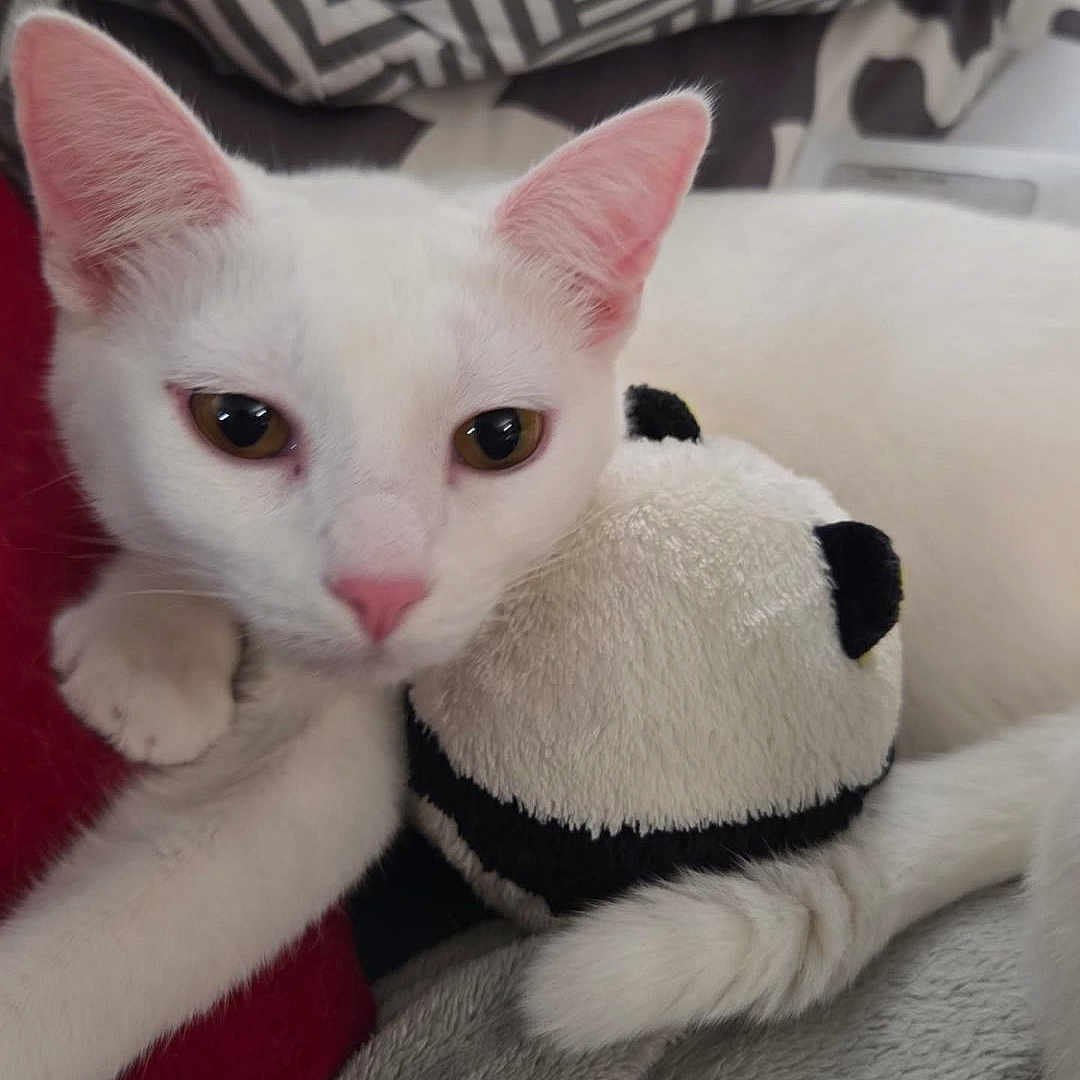 Snowball