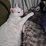 Snowball is registered to the contest to win money with this photo: cat, white_cat, gray_cat, tabby_cat, pets, animals, feline, cozy, blanket, resting, cute, affection, hug, indoor, fur, sleeping, companionship, domestic_animal, relaxation, cute_animals