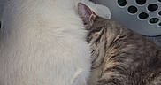 Snowball is registered to the contest to win money with this photo: cat, cats, white_cat, grey_tabby, sleeping, snuggling, pets, animal, feline, cozy, indoor, laundry_basket, soft_surface, resting, cute, fur, paw, friendship, nap, peaceful