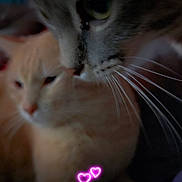 Izzy is registered to the contest to win money with this photo: cat, cats, close_up, domestic_cat, feline, whiskers, pets, animal, portrait, indoor, orange_cat, gray_cat, cute, whiskers_visible, blurred_background, neon_hearts, digital_overlay, soft_lighting, two_cats, cozy