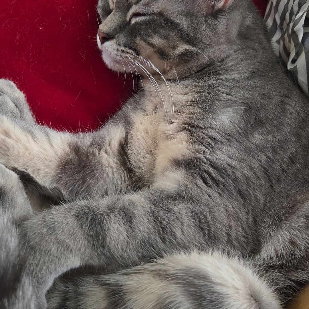 Izzy