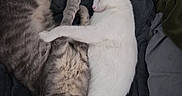Izzy joined the competition — help win amazing prizes! animals, blankets, cat, cats, companions, cozy, cute, domestic, friendship, fur, gray_tabby_cat, hugging, indoor, pets, relaxed, resting, sleeping, snuggling, soft_texture, white_cat