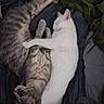 Izzy joined the competition — help win amazing prizes! cat, cats, white_cat, gray_tabby_cat, sleeping, hugging, pets, animals, cozy, blankets, indoor, fur, cute, resting, companions, snuggling, relaxed, soft_texture, domestic, friendship