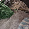 Izzy joined the competition — help win amazing prizes! blanket, cat, cozy, curious, ears, eyes, feline, fur, gray_tabby, green_blanket, home, indoor, lounging, paws, pet, relaxed, resting, soft_texture, striped, whiskers