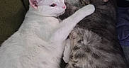 Izzy is registered to the contest to win money with this photo: cat, cats, white_cat, gray_cat, tabby, feline, pet, animal, cuddle, hug, blanket, cozy, sleeping, resting, indoor, fur, ears, whiskers, companionship, cute