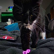 Mustache is registered to the contest to win money with this photo: cat, black_cat, white_whiskers, whiskers, indoor, blanket, bedroom, night, cozy, pet, feline, paw, digital_hearts, technology, phone_screen, soft_texture, curious, close_up, animal, domestic