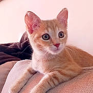 Ariel participe au concours pour gagner de l'argent avec cette photo : cat, kitten, orange_tabby, pet, animal, feline, sofa, furniture, indoor, close_up, curious, young, whiskers, ears, paws, texture, blanket, relaxed, home, portrait
