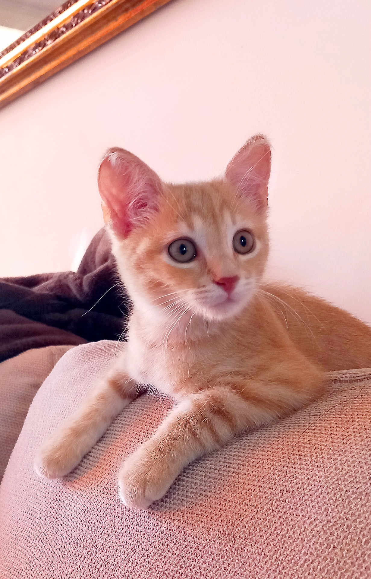 Ariel participe au concours pour gagner de l'argent avec cette photo : cat, kitten, orange_tabby, pet, animal, feline, sofa, furniture, indoor, close_up, curious, young, whiskers, ears, paws, texture, blanket, relaxed, home, portrait
