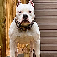 Rip is registered to the contest to win money with this photo: animal, canine, close_up, collar, dog, domestic_animal, ears_cropped, fence, four_legs, fur, looking_at_camera, muscular, outdoor, pet, portrait, serious, standing, white_dog, wood, wooden_deck