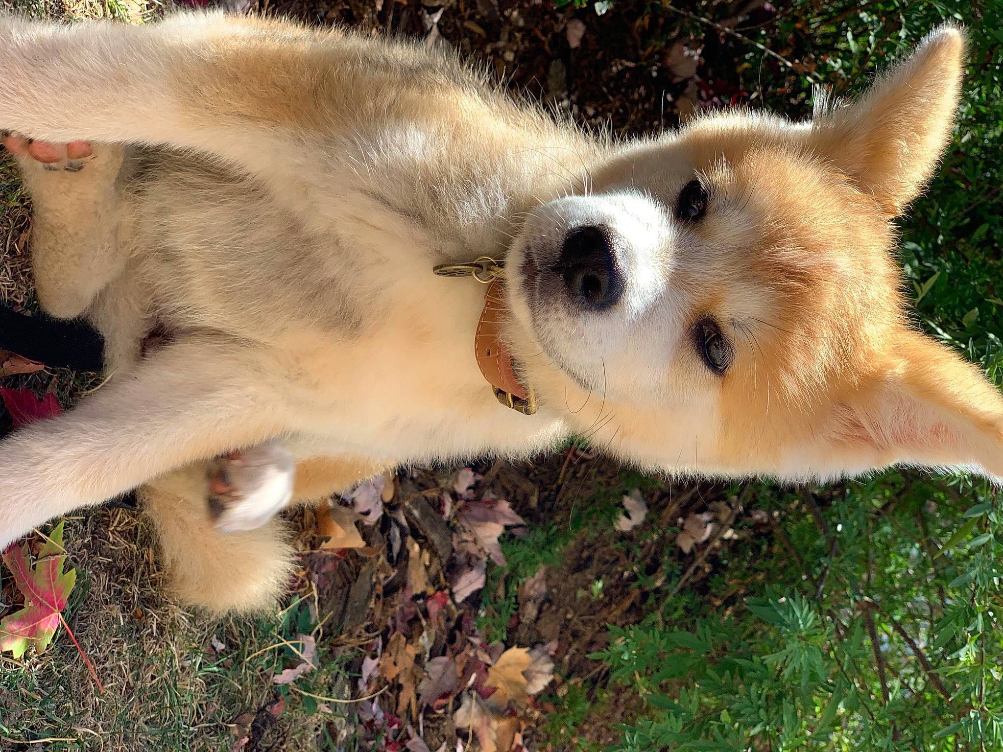 Bonnie a rejoint le concours — aidez-le/la à gagner de superbes lots ! canidae, canis, carnivore, companion_dog, dog, dog_breed, fawn, fur, german_spitz_mittel, grass, sled_dog, snout, spitz, sporting_group, tail, terrestrial_animal, whiskers, wildlife, wolf, working_dog