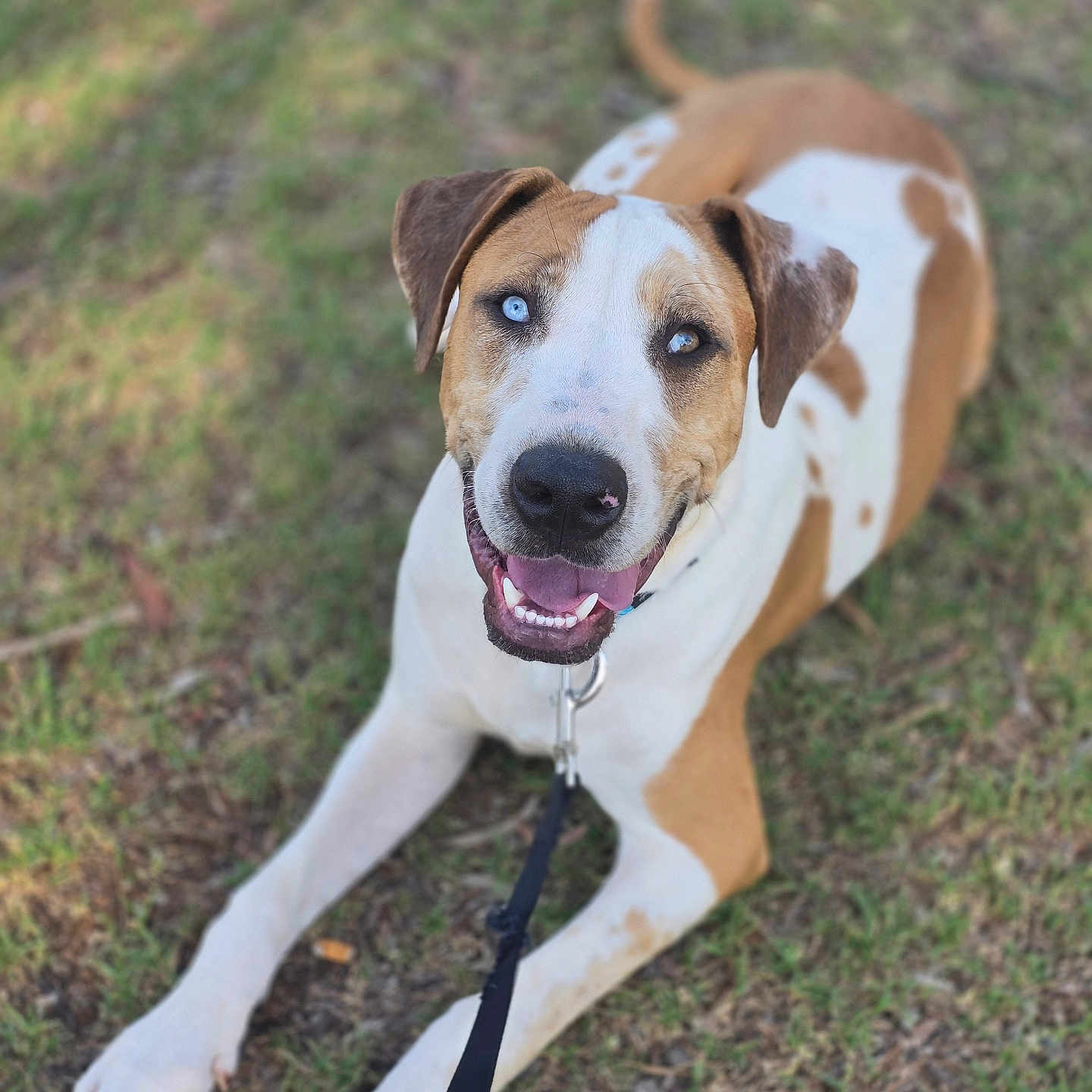 Cornetto is registered to the contest to win money with this photo: animal, brown, canine, collar, dog, ears, eyes, friendly, grass, happy, leash, lying_down, nature, outdoor, pet, playful, short_hair, smiling, tongue, white