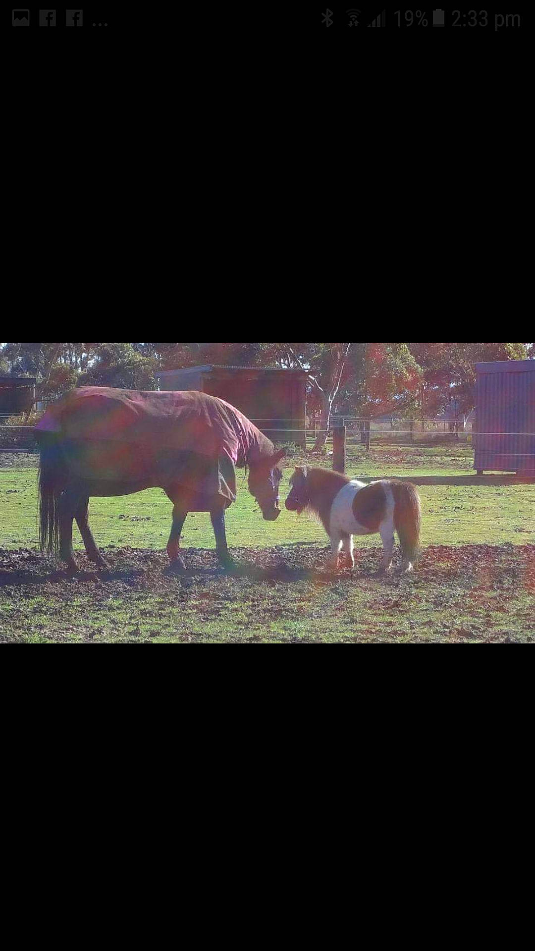 Aggi is registered to the contest to win money with this photo: bovine, cloud, grass, grazing, horse, landscape, livestock, mammal, mane, mare, pack_animal, pasture, pony, rural_area, shetland_pony, sky, snout, stallion, vertebrate, working_animal