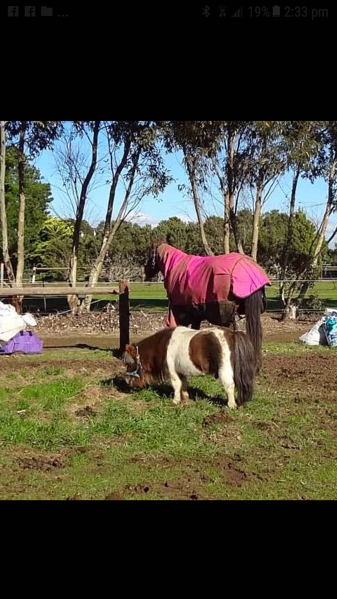 Aggi is registered to the contest to win money with this photo: adaptation, canidae, horse, mane, mare, pony, shetland_pony, sporting_group