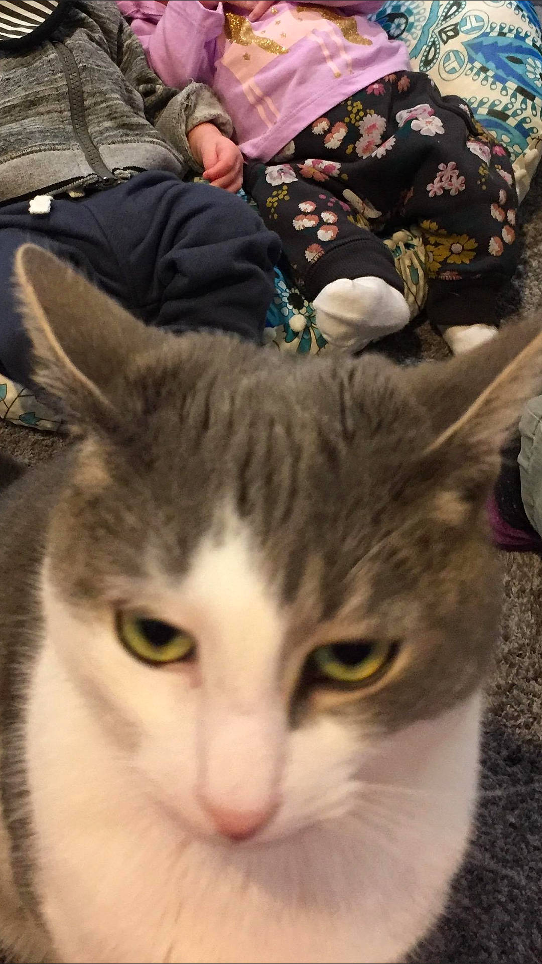 Joey joined the competition — help win amazing prizes! aegean_cat, american_wirehair, asian, carnivore, cat, domestic_short_haired_cat, ear, european_shorthair, eye, felidae, fur, kitten, mammal, photography, small_to_medium_sized_cats, snout, tabby_cat, whiskers