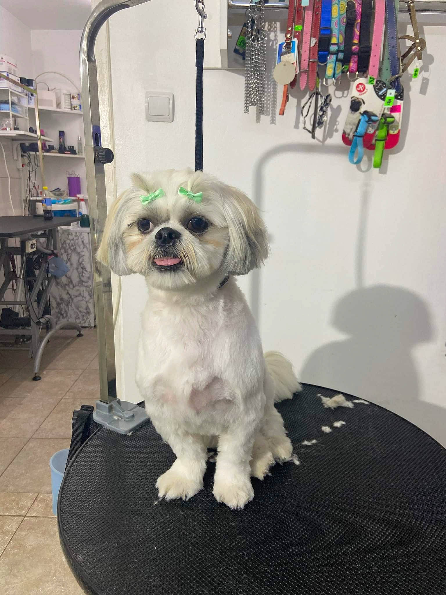 Rico participe au concours pour gagner de l'argent avec cette photo : canidae, carnivore, companion_dog, dog, dog_breed, dog_clothes, dog_supply, eyewear, fawn, fur, maltepoo, non_sporting_group, puppy, shih_tzu, small_terrier, snout, sporting_group, terrier, toy_dog, working_animal