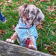 Roxy joined the competition — help win amazing prizes! puppy, dog, grass, autumn_leaves, wooden_fence, jacket, collar, leash, outdoor, cute, pet, animal, young_dog, fur, nature, playful, looking_up, ears, paws, daylight