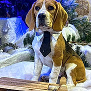 Aston a rejoint le concours — aidez-le/la à gagner de superbes lots ! dog, beagle, pet, animal, portrait, sitting, tie, shirt, christmas, holiday, snow, snowy, fairy_lights, pine_tree, evergreen, wooden_sled, winter, indoor, blue_lighting, festive