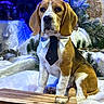 dog, beagle, pet, animal, portrait, sitting, tie, shirt, christmas, holiday, snow, snowy, fairy_lights, pine_tree, evergreen, wooden_sled, winter, indoor, blue_lighting, festive