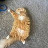 Siame joined the competition — help win amazing prizes! blue_tape, carpet, cat, closeup, cozy, cute, domestic_animal, fluffy, furniture, furry, household, indoor, orange_cat, pet, relaxing, resting, sleeping, suitcase, tail, white_paws