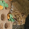 Siame joined the competition — help win amazing prizes! animal, beige, brown, carrot_toy, cat, closeup, cozy, cute, fluffy, fur, indoor, mammal, orange_cat, pet, plush_toy, relaxed, sleepy, soft_surface, whiskers, yawning
