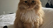 Siame is registered to the contest to win money with this photo: animal, bed, bedspread, black_cat_paw, cat, closeup, cozy, door, feline, fluffy, fur, home, indoor, looking_at_camera, orange_cat, pet, sitting, wall, whiskers, white_fur