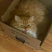 Siame is registered to the contest to win money with this photo: animal, box, cardboard_box, cat, cozy, curled_up, cute, domestic_cat, ears, feline, fluffy, fur, grumpy, indoor, orange_cat, pet, resting, snug, whiskers, wood_floor