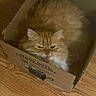 animal, box, cardboard_box, cat, cozy, curled_up, cute, domestic_cat, ears, feline, fluffy, fur, grumpy, indoor, orange_cat, pet, resting, snug, whiskers, wood_floor
