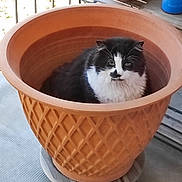 Bowie participe au concours pour gagner de l'argent avec cette photo : animal, basket, bowl, bucket, cat, cookware, hardwood, indoors, interiordesign, jar, kitten, manx, pet, plant, planter, pot, pottedplant, pottery, vase, wood