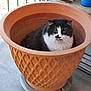 animal, basket, bowl, bucket, cat, cookware, hardwood, indoors, interiordesign, jar, kitten, manx, pet, plant, planter, pot, pottedplant, pottery, vase, wood