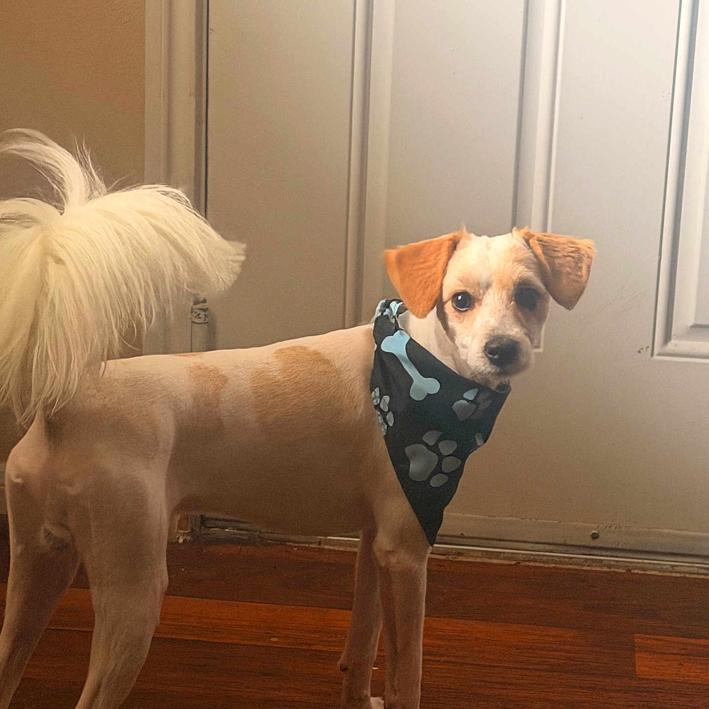 Bentley is registered to the contest to win money with this photo: dog, pet, bandana, indoor, wooden_floor, door, curious, groomed, tail, fur, brown, white, animal, companion, alert, standing, home, cute, canine, portrait