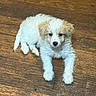puppy, dog, pet, animal, fluffy, white, tan, floor, wooden_floor, cute, young, small, indoor, laying_down, fur, ears, paws, looking_at_camera, adorable, companion