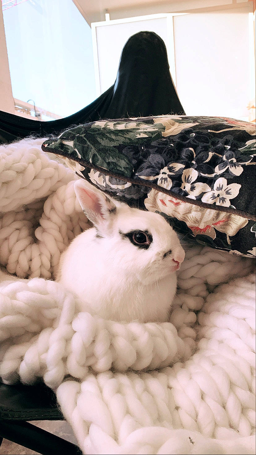 Gaïa participe au concours pour gagner de l'argent avec cette photo : domestic_rabbit, ear, fur, hare, headgear, rabbit, rabbits_and_hares, white, wool