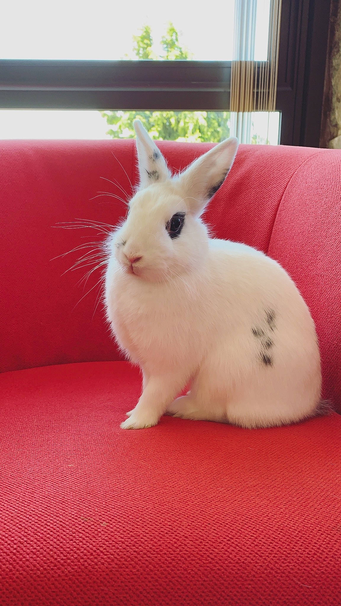 Gaïa participe au concours pour gagner de l'argent avec cette photo : domestic_rabbit, ear, fawn, hare, mammal, rabbit, rabbits_and_hares, skin, snowshoe_hare, vertebrate, whiskers