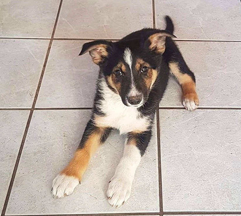 Patio a rejoint le concours — aidez-le/la à gagner de superbes lots ! australian_shepherd, border_collie, canidae, carnivore, companion_dog, dog, dog_breed, english_shepherd, herding_dog, mammal, puppy, rare_breed_dog, smooth_collie, sporting_group, street_dog, tail, vertebrate, working_dog