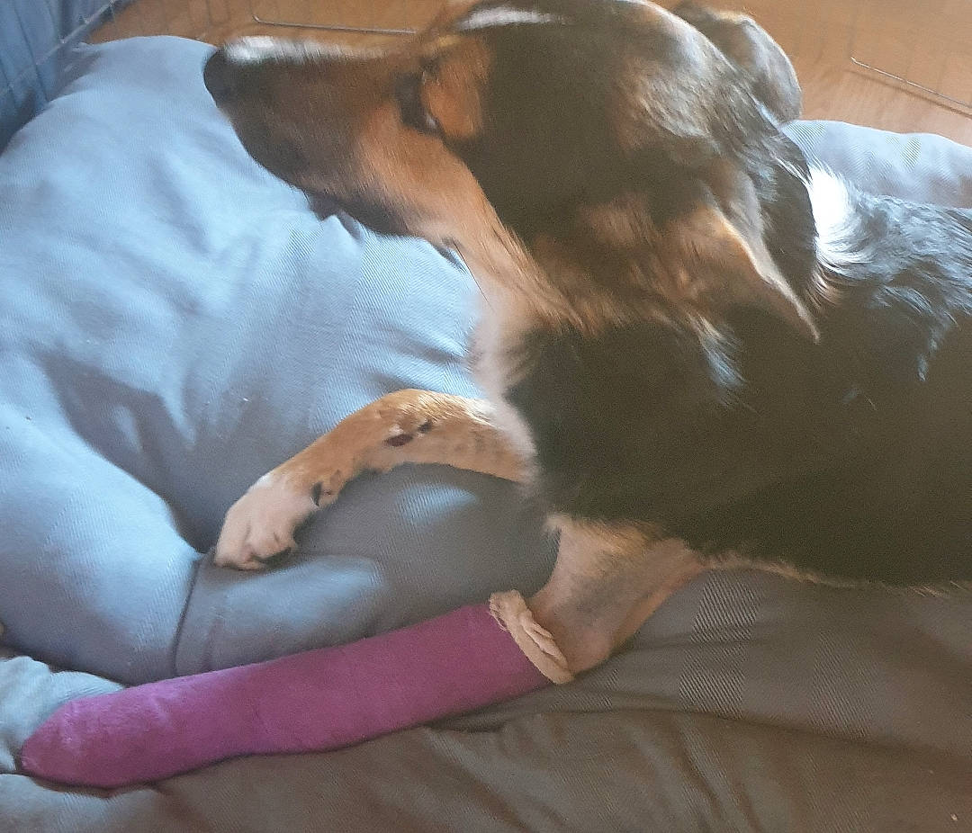 Patio participe au concours pour gagner de l'argent avec cette photo : canidae, carnivore, companion_dog, dog, dog_breed, puppy_love, sporting_group