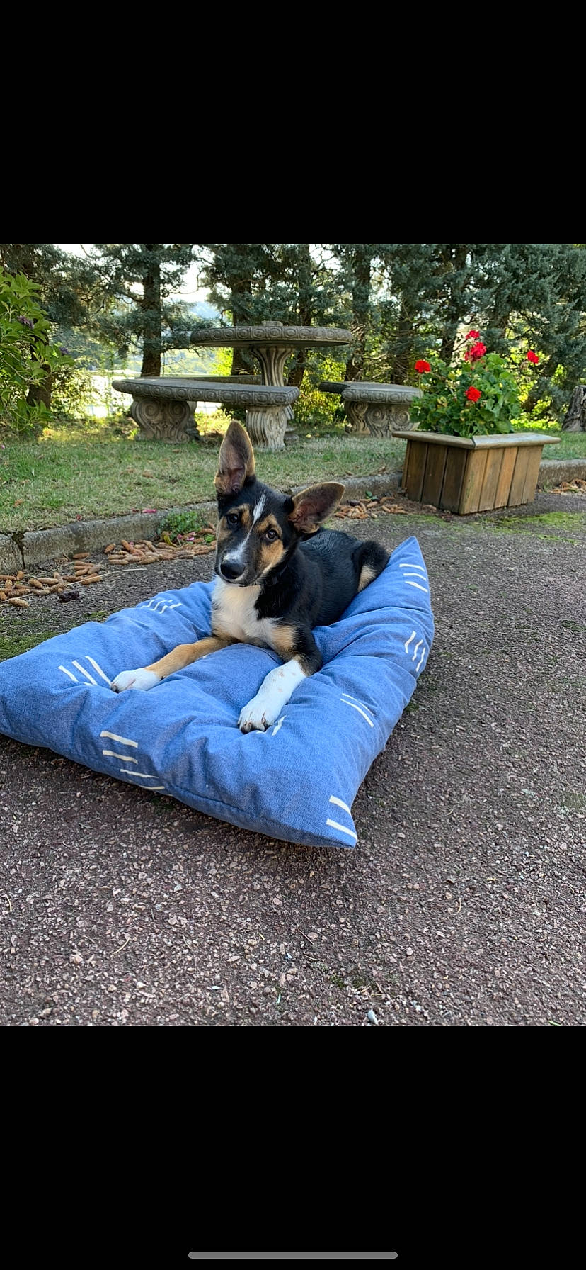 Patio participe au concours pour gagner de l'argent avec cette photo : australian_shepherd, canidae, cardigan_welsh_corgi, carnivore, companion_dog, dog, dog_breed, pembroke_welsh_corgi, welsh_corgi