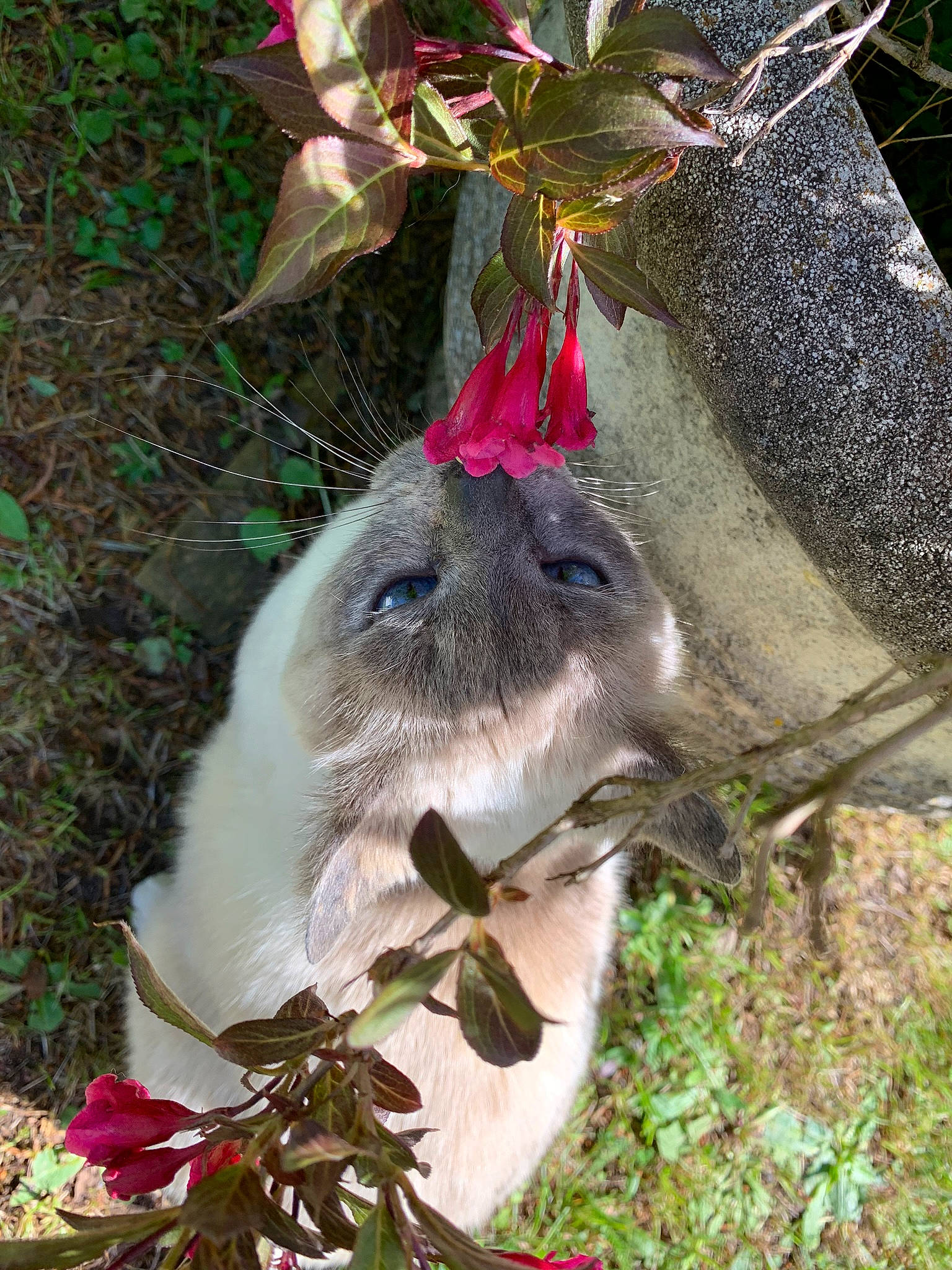 Ina a rejoint le concours — aidez-le/la à gagner de superbes lots ! domestic_rabbit, fawn, flower, hare, mammal, plant, rabbit, rabbits_and_hares, whiskers