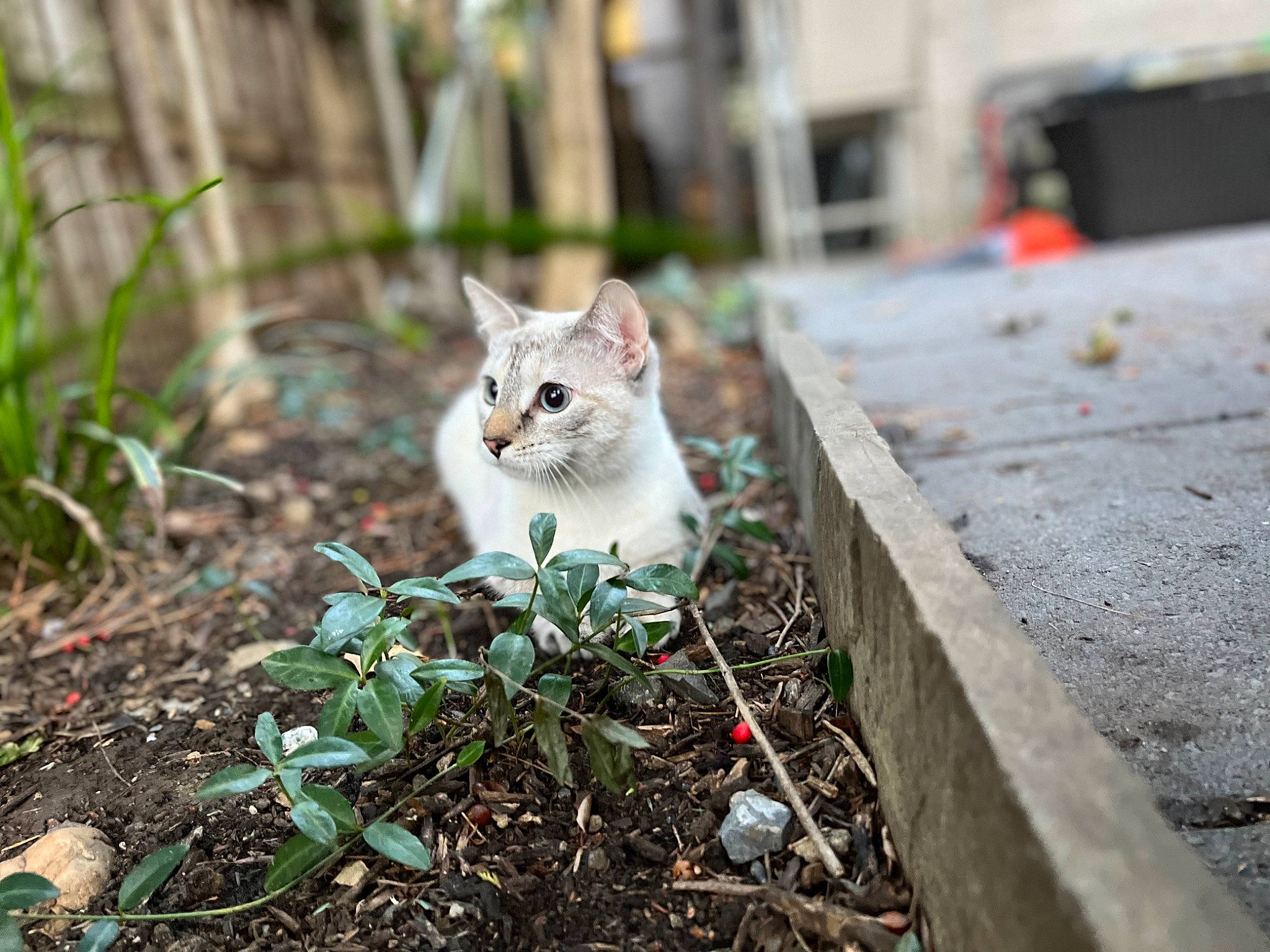 Juniper joined the competition — help win amazing prizes! asphalt, carnivore, cat, domestic_short_haired_cat, fawn, felidae, fur, grass, groundcover, plant, road, road_surface, small_to_medium_sized_cats, snout, soil, tail, terrestrial_animal, tree, whiskers, wood