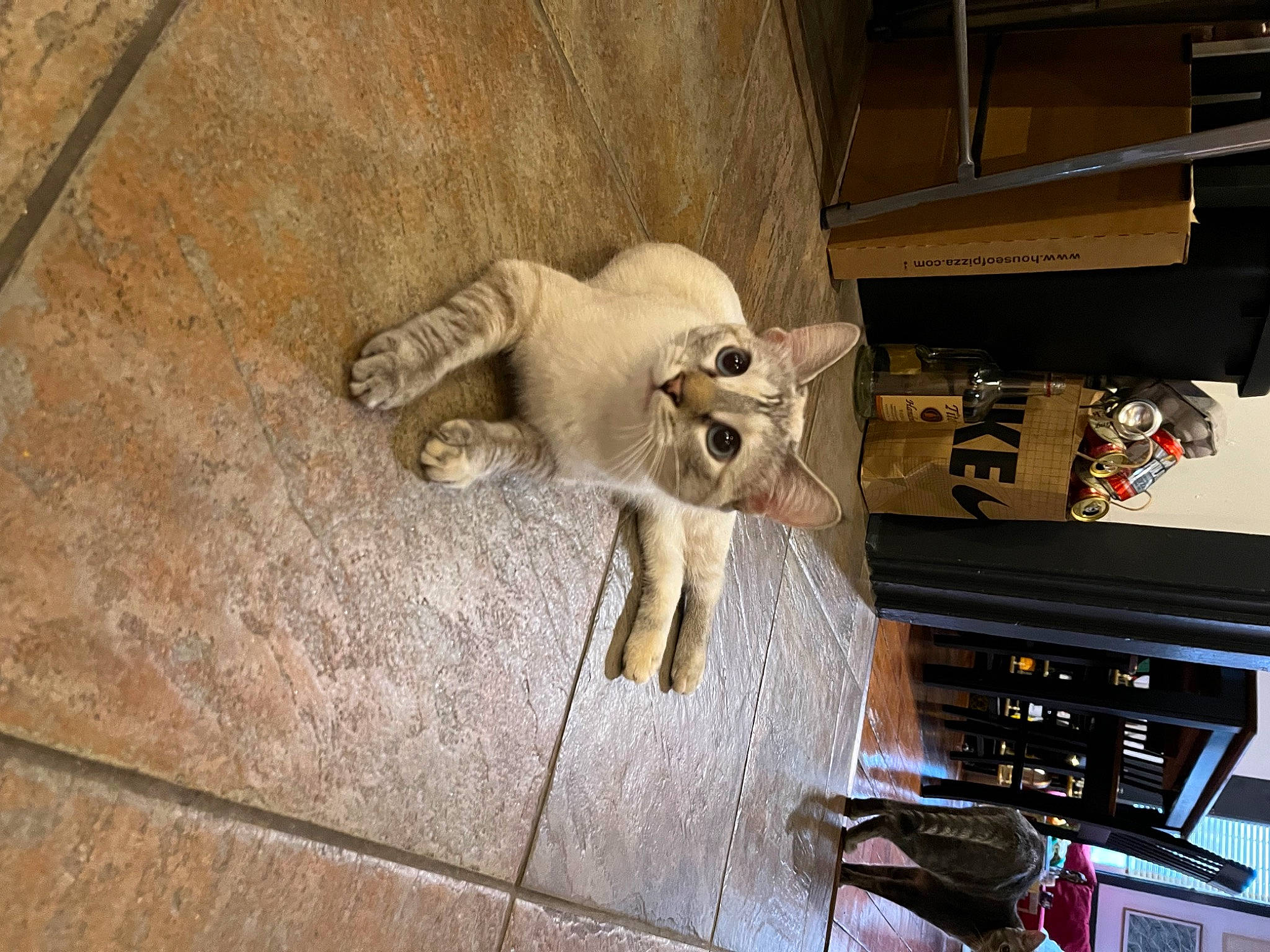 Juniper is registered to the contest to win money with this photo: art, building, carnivore, cat, dog_breed, domestic_short_haired_cat, door, electrical_wiring, felidae, flooring, fur, hardwood, machine, paw, sculpture, small_to_medium_sized_cats, tail, terrestrial_animal, whiskers, wood