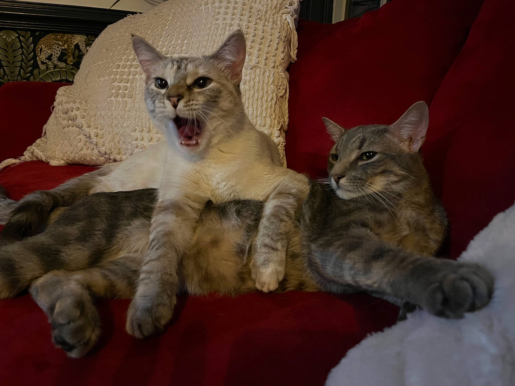 Juniper is registered to the contest to win money with this photo: carnivore, cat, claw, comfort, domestic_short_haired_cat, fawn, felidae, fur, mammal, paw, small_to_medium_sized_cats, snout, tail, terrestrial_animal, vertebrate, whiskers