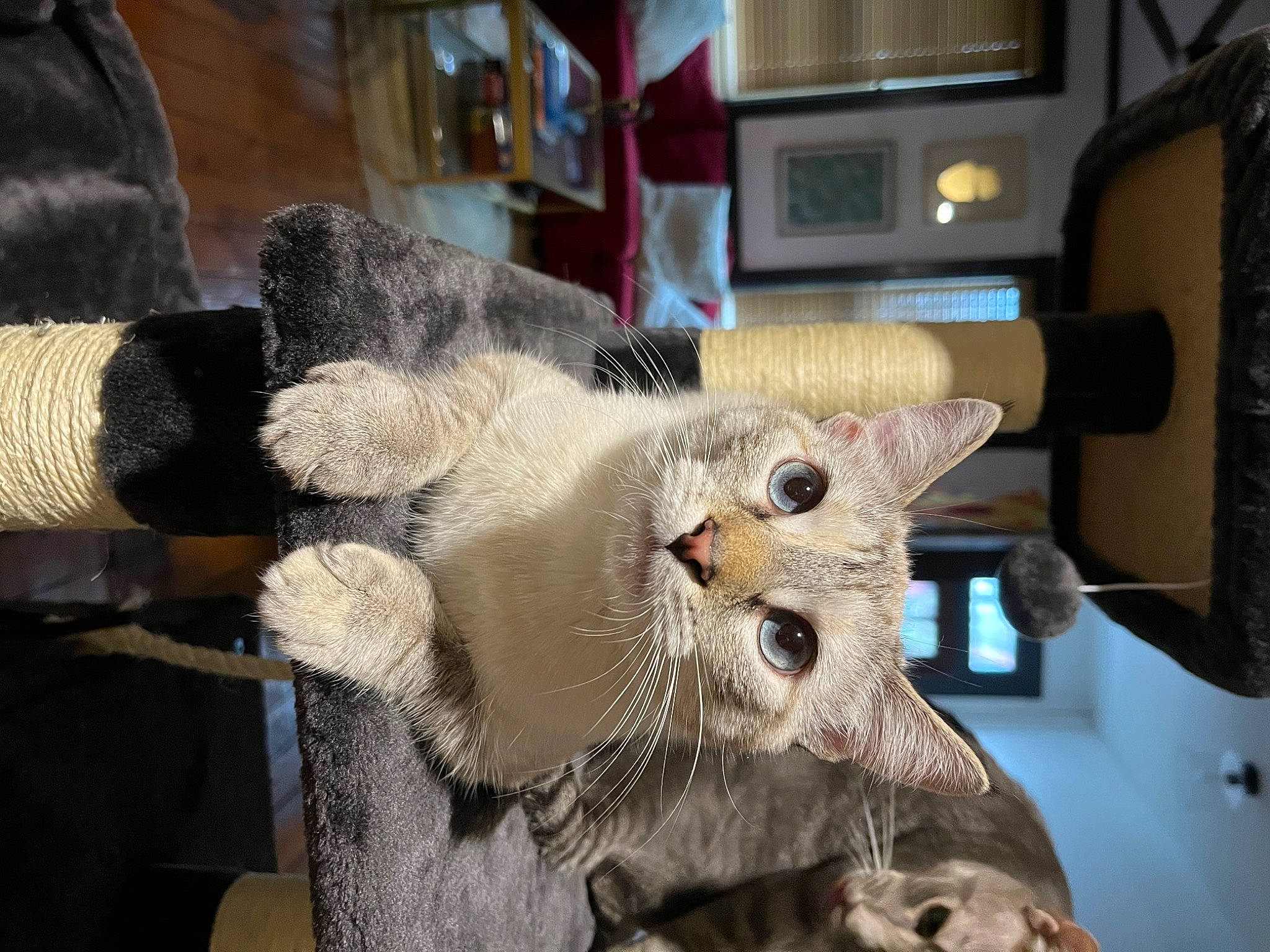Juniper is registered to the contest to win money with this photo: art, carmine, carnivore, cat, claw, fawn, felidae, fur, plush, room, small_to_medium_sized_cats, snout, stuffed_toy, tail, toy, twig, whiskers