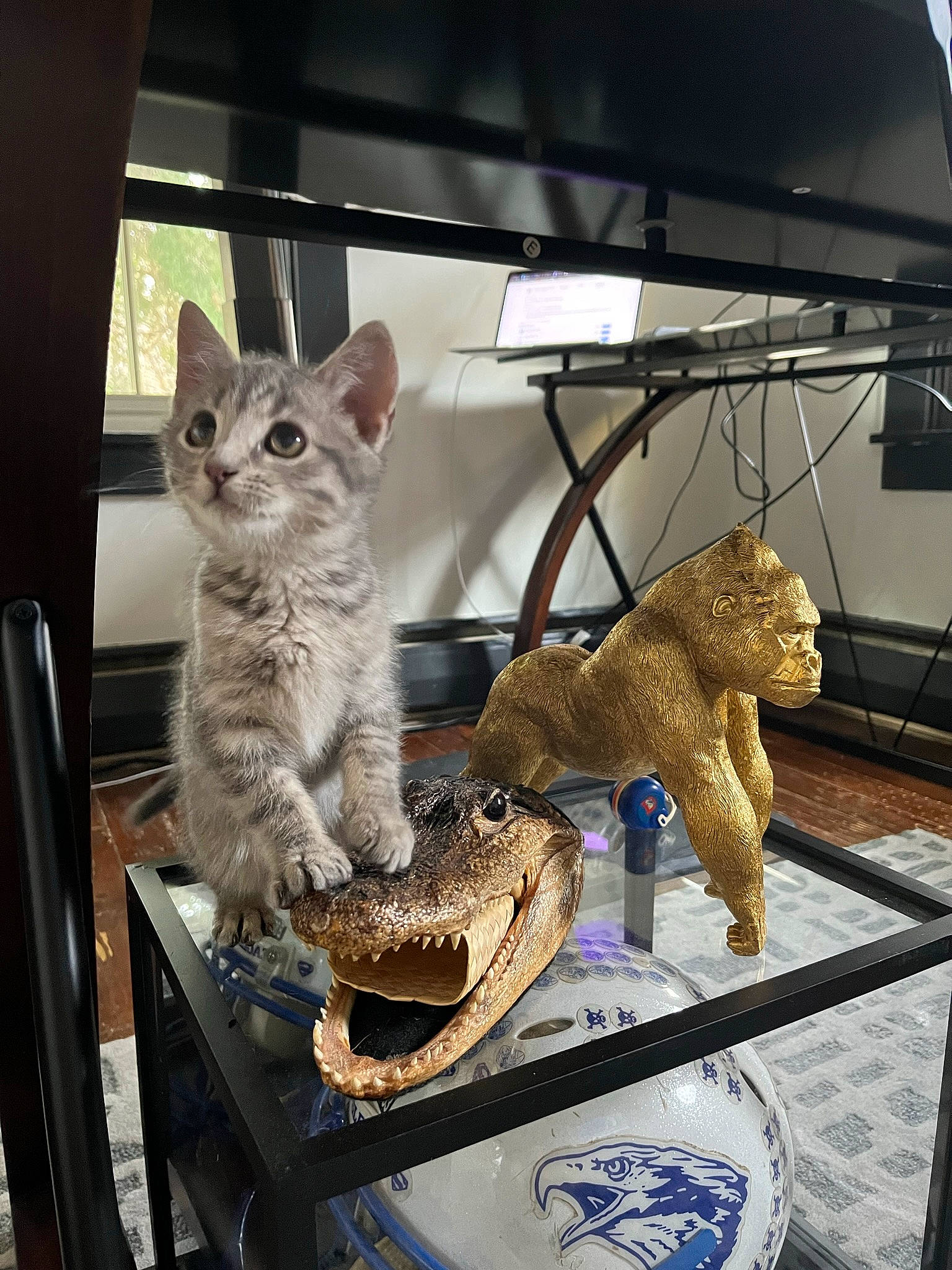 Brewer is registered to the contest to win money with this photo: art, carnivore, cat, display_case, domestic_short_haired_cat, fawn, felidae, fur, mammal, metal, small_to_medium_sized_cats, snout, tail, terrestrial_animal, toy, vertebrate, visual_arts, whiskers, window, wood