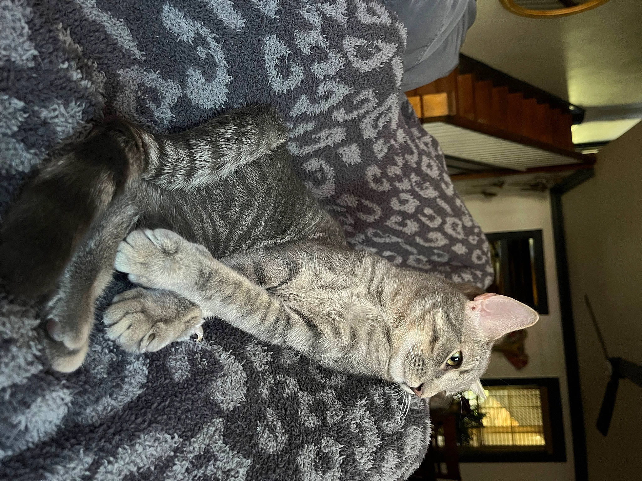 Brewer joined the competition — help win amazing prizes! carnivore, cat, claw, comfort, domestic_short_haired_cat, felidae, fur, grey, human_leg, mammal, nap, pattern, paw, sleep, small_to_medium_sized_cats, snout, tail, vertebrate, whiskers, wool