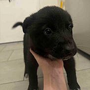 Aïko participe au concours pour gagner de l'argent avec cette photo : puppy, dog, black_dog, indoor, hand, floor, tile_floor, pet, young_dog, cute, animal, canine, domestic_animal, paw, fur, mammal, companion, friendly, pet_owner, closeup