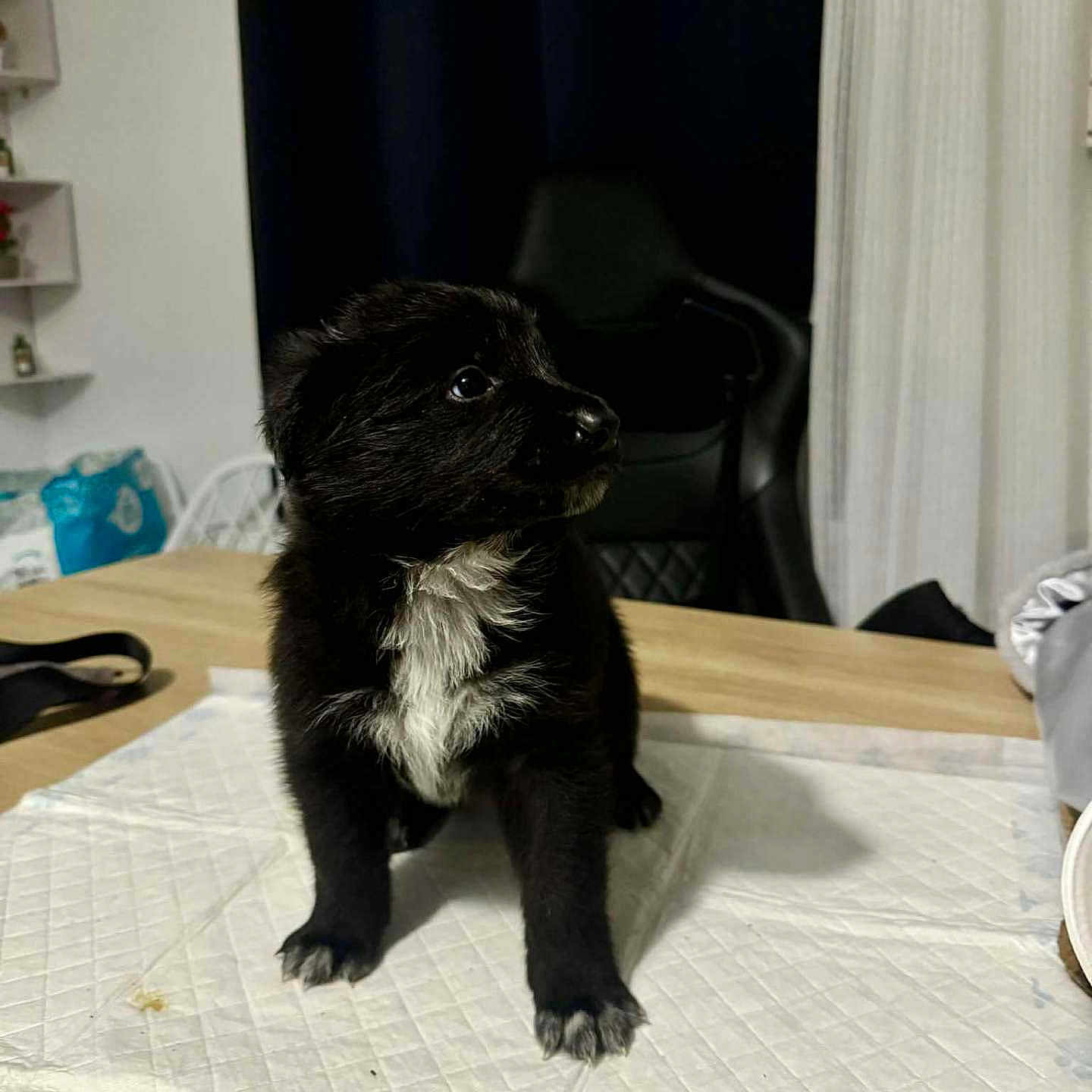 Aïko a rejoint le concours — aidez-le/la à gagner de superbes lots ! animal, black_fur, cozy, curious, cute, dog, domestic, fur, household, indoor, looking_away, mat, pet, puppy, sitting, small, table, white_patch, wooden_table, young_dog