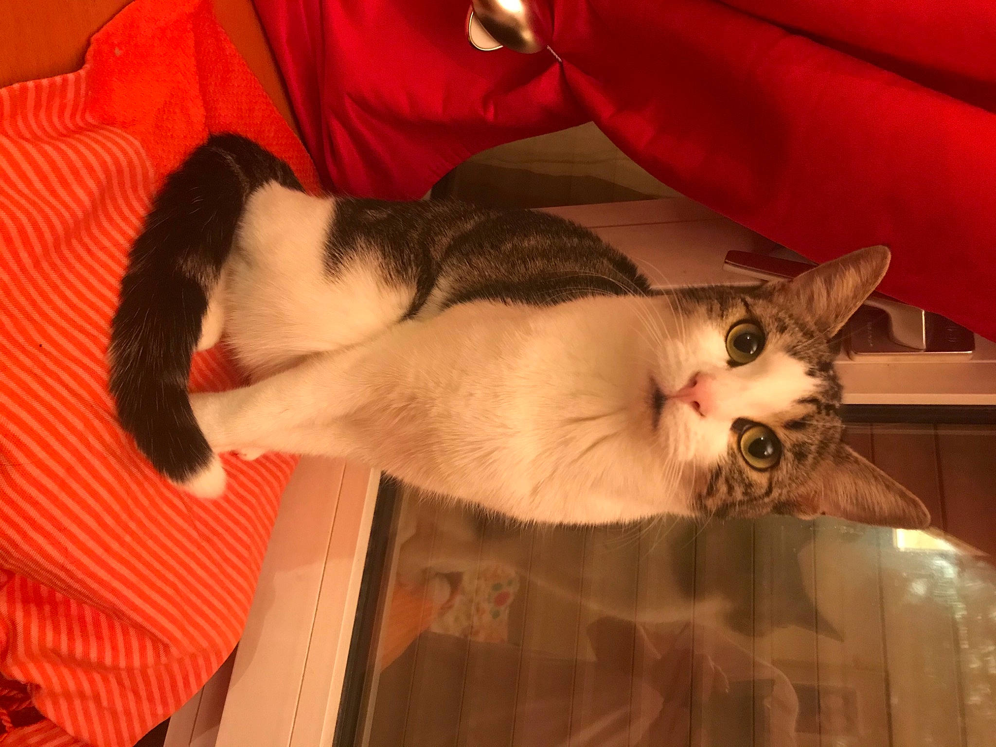 Lucie participe au concours pour gagner de l'argent avec cette photo : aegean_cat, american_wirehair, asian, canidae, carnivore, cat, domestic_short_haired_cat, felidae, fur, kitten, mammal, paw, small_to_medium_sized_cats, tail, vertebrate, whiskers