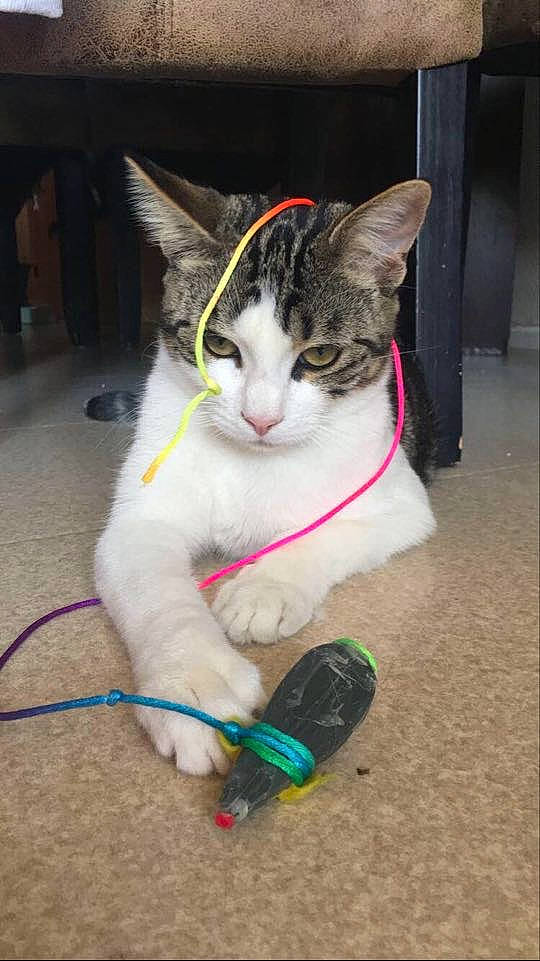 Lucie participe au concours pour gagner de l'argent avec cette photo : aegean_cat, american_shorthair, asian, carnivore, cat, domestic_short_haired_cat, european_shorthair, felidae, polydactyl_cat, small_to_medium_sized_cats, tail, whiskers