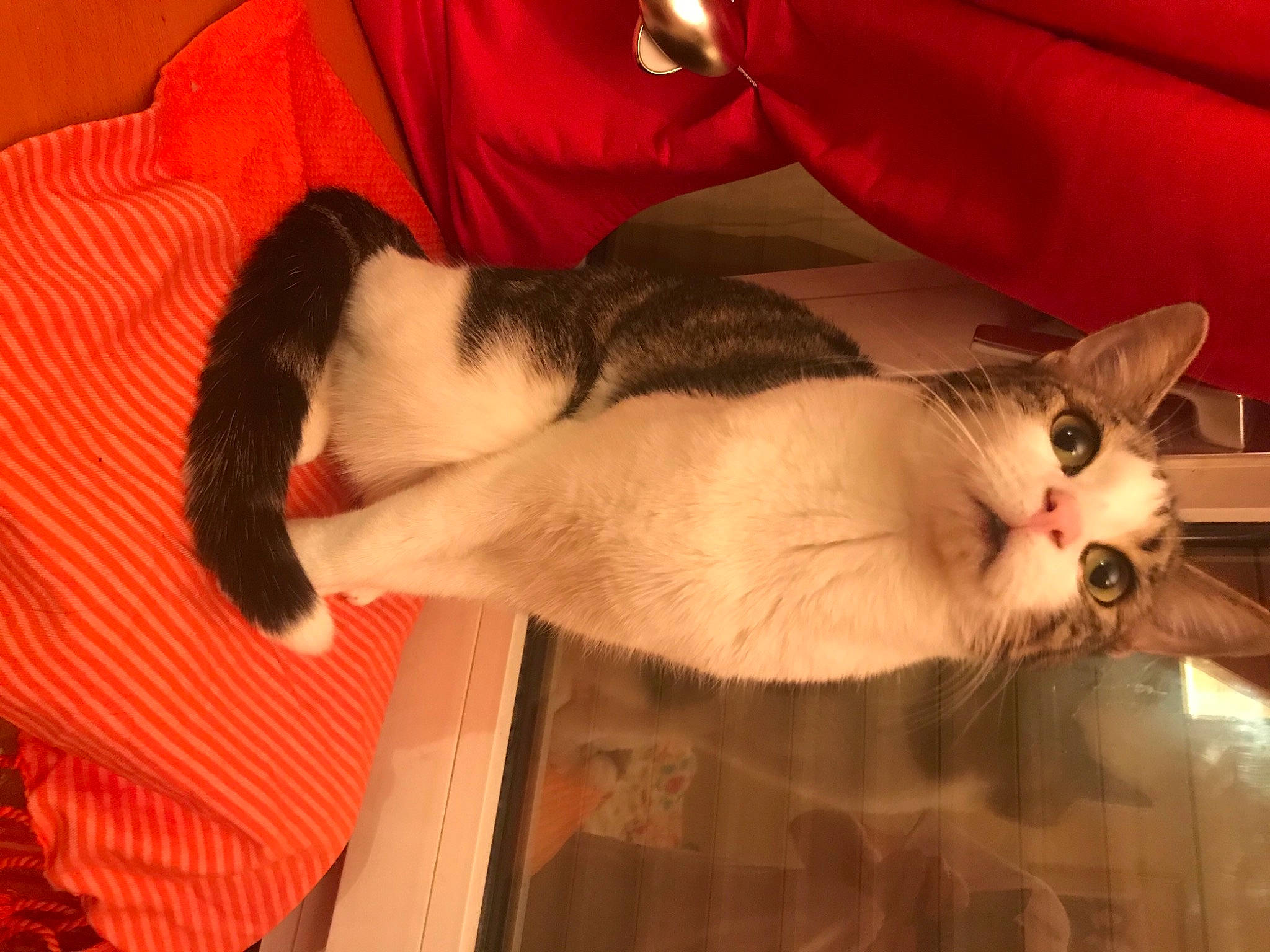 Lucie participe au concours pour gagner de l'argent avec cette photo : asian, carnivore, cat, domestic_short_haired_cat, felidae, fur, kitten, mammal, small_to_medium_sized_cats, snowshoe, tail, whiskers