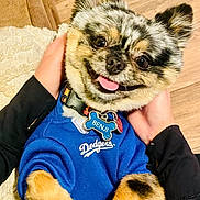 Benji is registered to the contest to win money with this photo: black_fur, blue_sweater, collar, cute, dog, dog_tag, domestic_animal, fluffy, hands, indoor, pet, portrait, puppy, sitting, small_dog, smiling, tan_fur, tongue_out, white_fur, wooden_floor